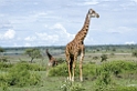 Ndutu Giraf00